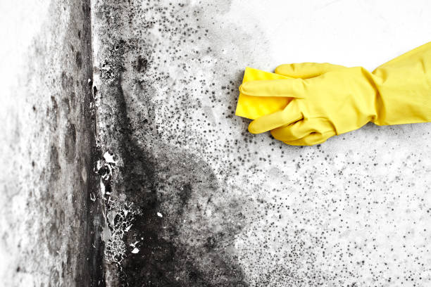 Professional Mold Remediation in Sunset, LA